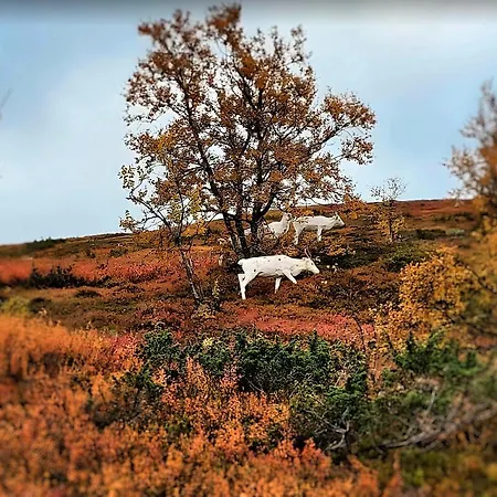 公寓 Northern Lights By Dg Lomailu, Lapland, Finland Kyro