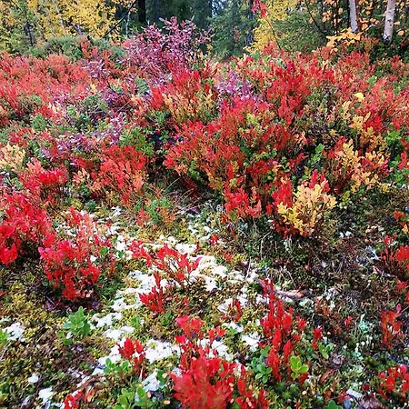 Northern Lights By Dg Lomailu, Lapland, Finland 公寓 *
