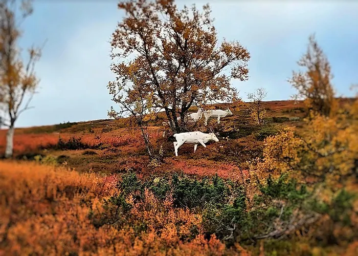 Апартаменты Northern Lights By Dg Lomailu, Lapland, Finland Kyro